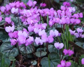 cyclamen_coum2.jpg