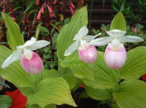 cypripedium_reginae.jpg