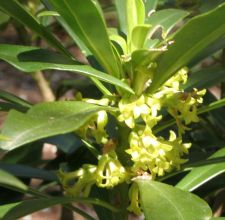 daphne_laureola.jpg