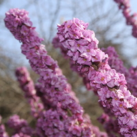 daphne_mezereum4.jpg