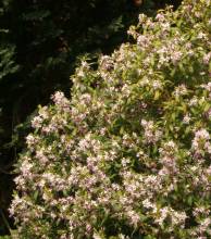 daphne_wolongensis_kevock_star5.jpg