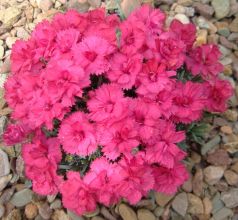 Dianthus 'Annette'