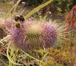 dipsacus_fullonum2.jpg