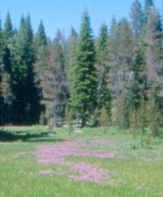 dodecatheon_jeffreyi.jpg