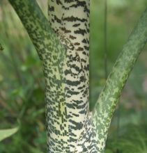 Dracunculus vulgaris