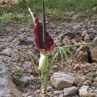 Dracunculus vulgaris