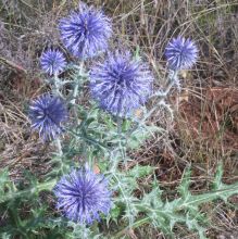 Echinops ritro SDR6415