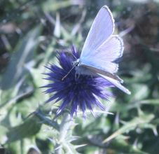 Echinops ritro SDR6415