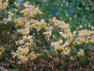 Epimedium x versicolor `Sulphureum`