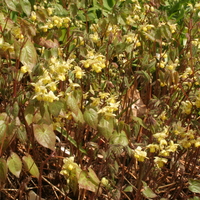 Epimedium x versicolor `Sulphureum`