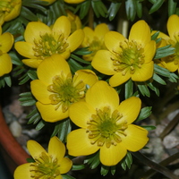 eranthis_guinea_gold.jpg