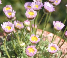 erigeron_compositus_discoideus3.jpg