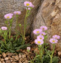 Erigeron leiomerus