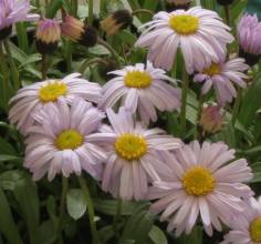 erigeron_leiomerus3.jpg