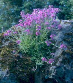 erinus_alpinus2.jpg