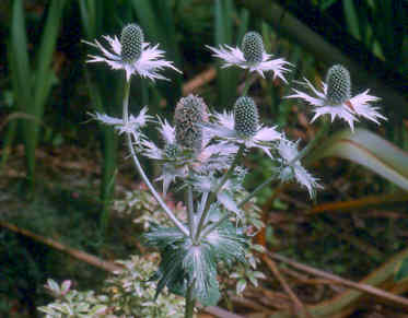Eryngium giganteum