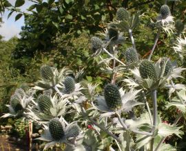 Eryngium giganteum