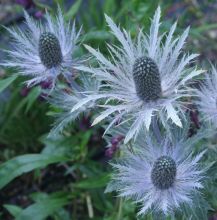 eryngium_olivianum.jpg