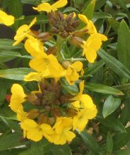 erysimum_perofskianum.jpg