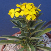erysimum_pulchellum.jpg