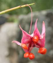 euonymus_cornutus_quinquecornutus.jpg