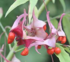 euonymus_cornutus_quinquecornutus2.jpg