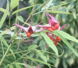euonymus_cornutus_quinquecornutus3.jpg