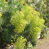 euphorbia_characias_wulfenii.jpg