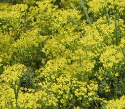 euphorbia_fens_ruby2.jpg