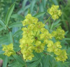 euphorbia_sarawschanica.jpg