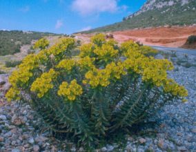 euphorbia_wulfenii.jpg