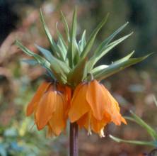 Fritillaria imperialis `Aurora`