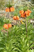 Fritillaria imperialis `Aurora`
