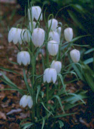 Fritillaria meleagris `Alba`
