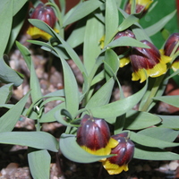 fritillaria_michailovskyi.jpg