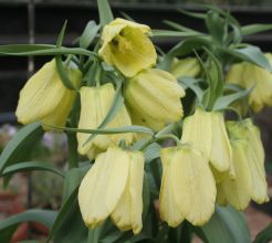 Fritillaria pallidiflora