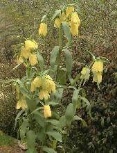 Fritillaria pallidiflora