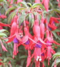 Fuchsia magellanica