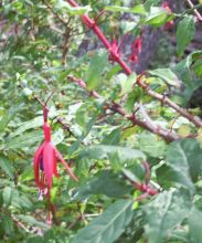 Fuchsia magellanica RLC0703