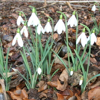 galanthus_atkinsii.jpg