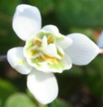galanthus_nivalis_pleniflorus2.jpg
