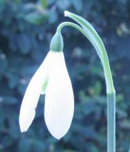 galanthus_reginae_olgae3.jpg