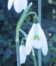 galanthus_reginae_olgae4.jpg