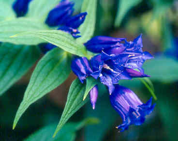 gentiana_asclepiadea_knightshayes.jpg