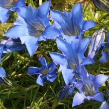 gentiana_downfield5.jpg