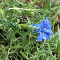 gentiana_kidbrooke_seedling.jpg