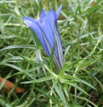 gentiana_lucerna.jpg