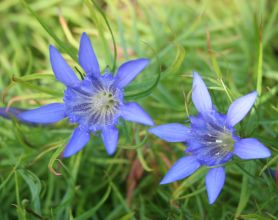 gentiana_paradoxa2.jpg