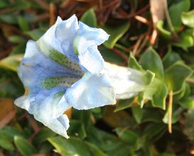 gentiana_stemschuppe.jpg