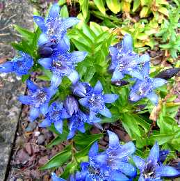 gentiana_suendermanii.jpg